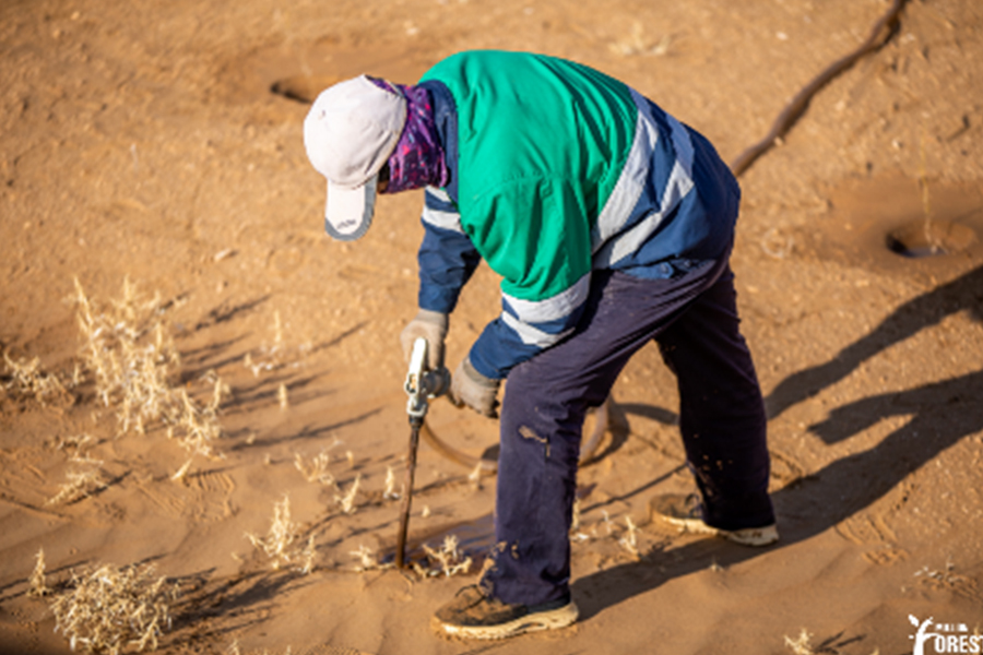 写真：植樹のための穴掘りなどの作業