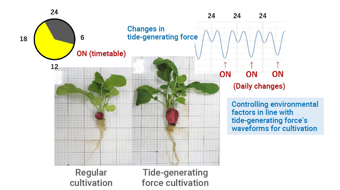 Development of agricultural technology that utilizes tide-generating force (Biotechnology)