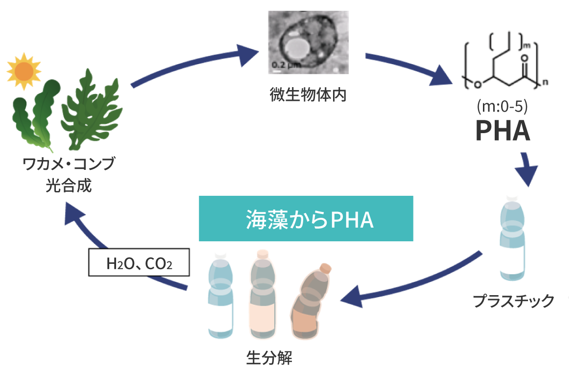 海藻から生分解性プラスチック（PHA）を創り資源循環〈材料〉