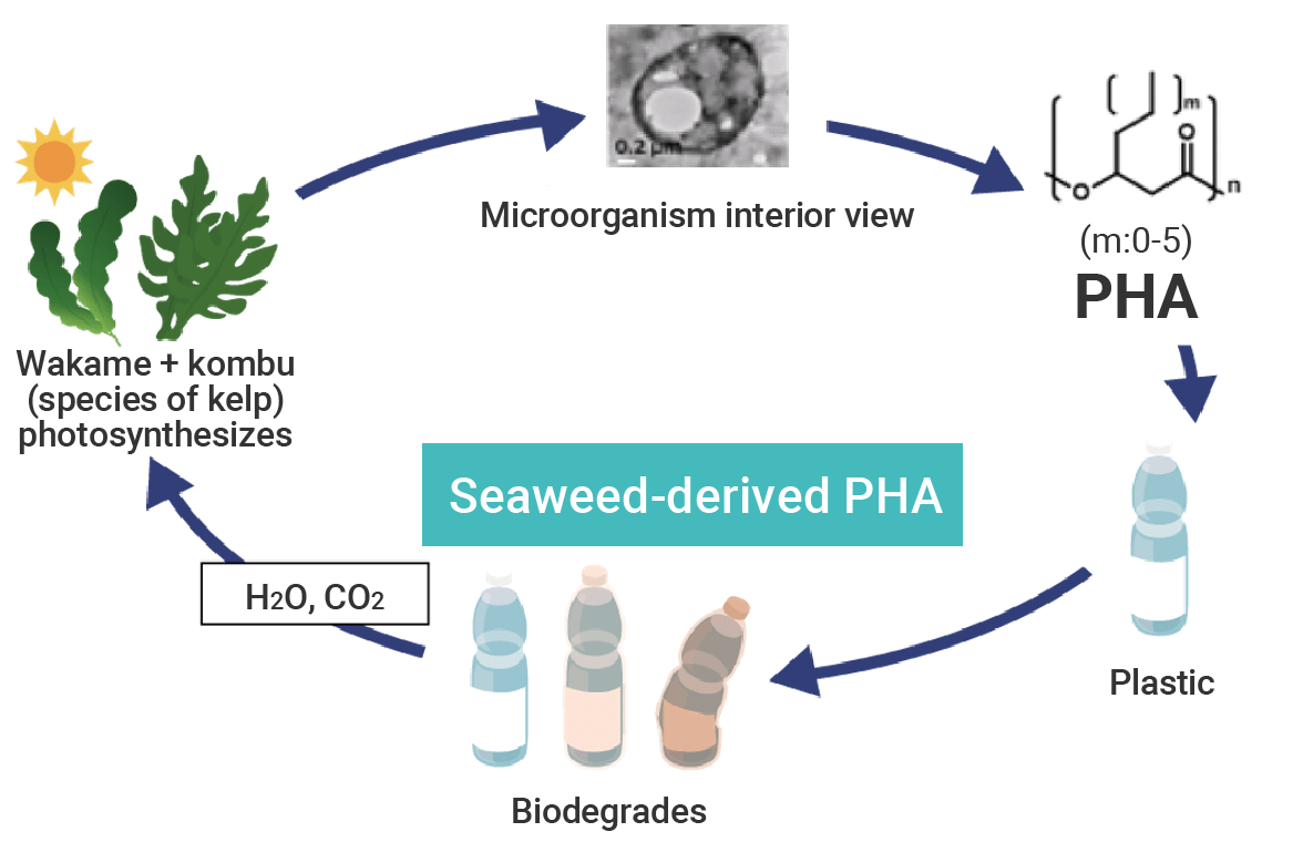 Resource recycling system of seaweed-derived biodegradable plastic (PHA) <Materials>