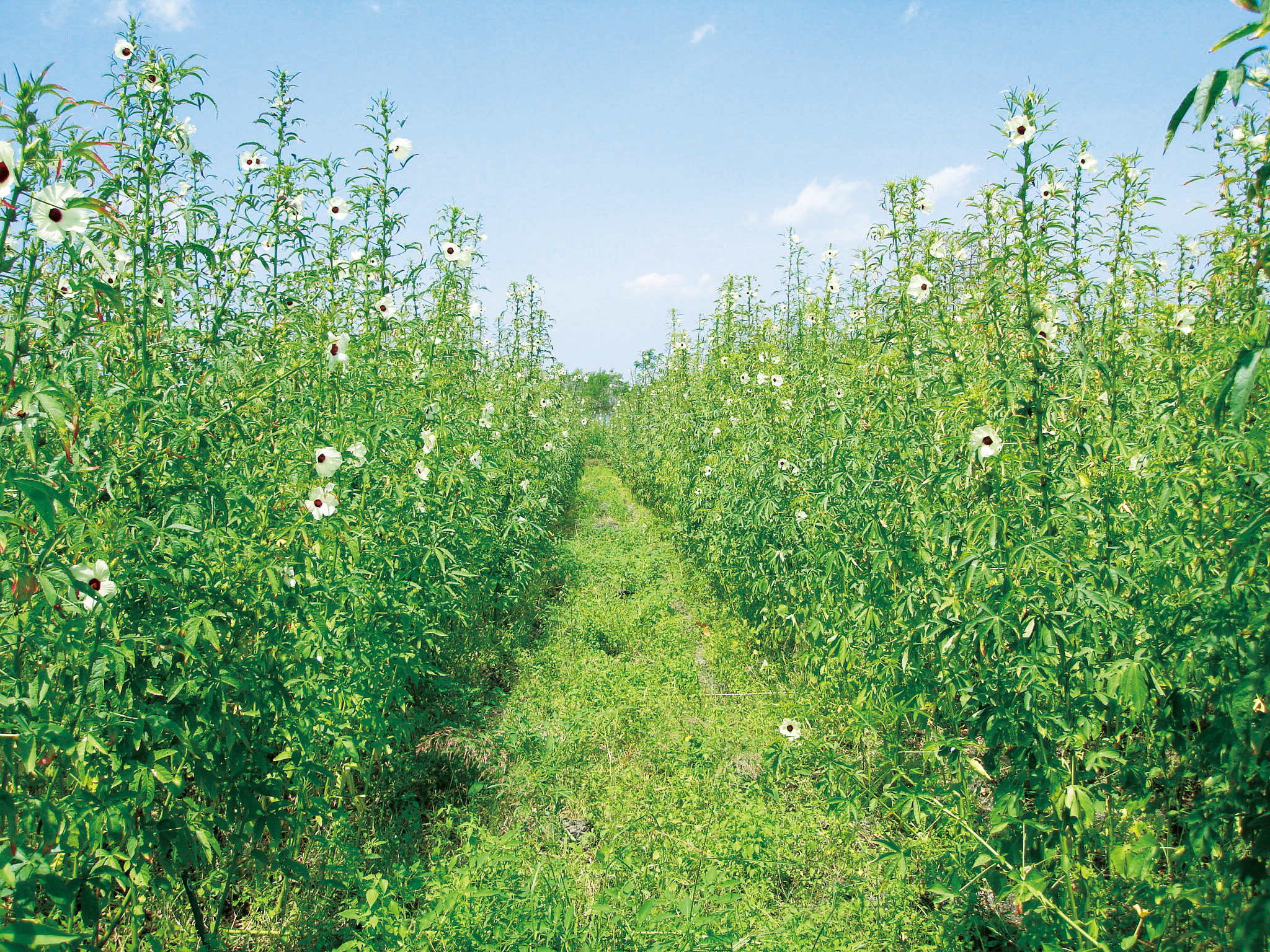 一年草植物「ケナフ」