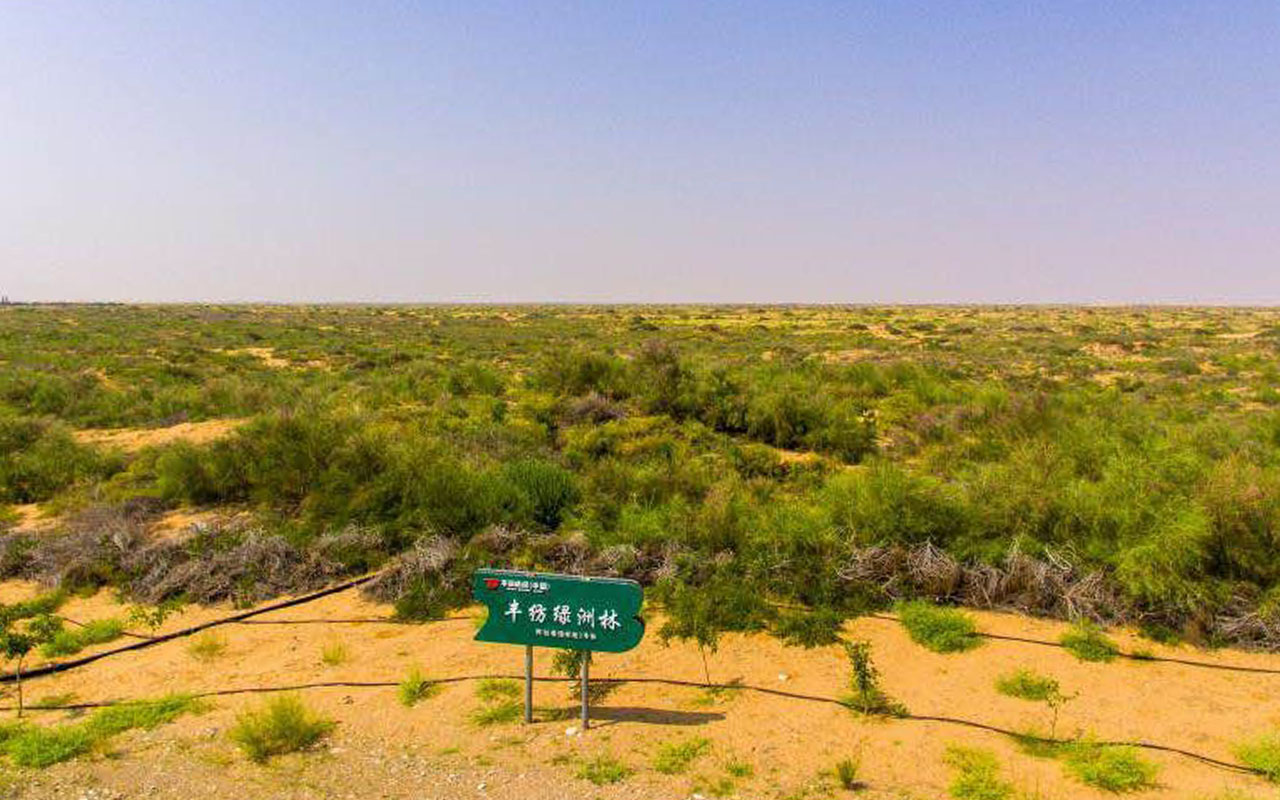 Six years after tree-planting